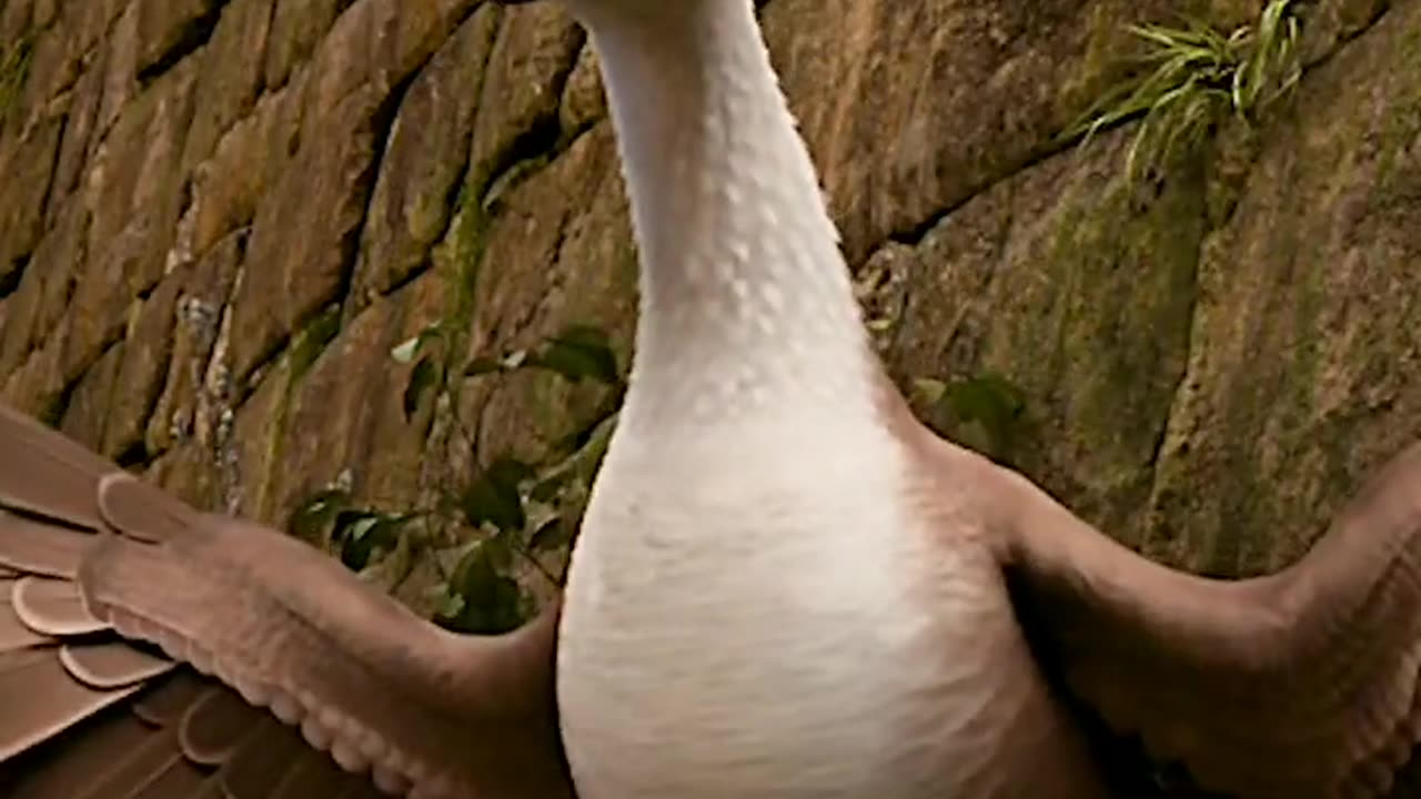 Funny Cute Animals duck, animals, duck cute