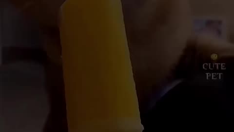 This cat rat ice cream 🍨