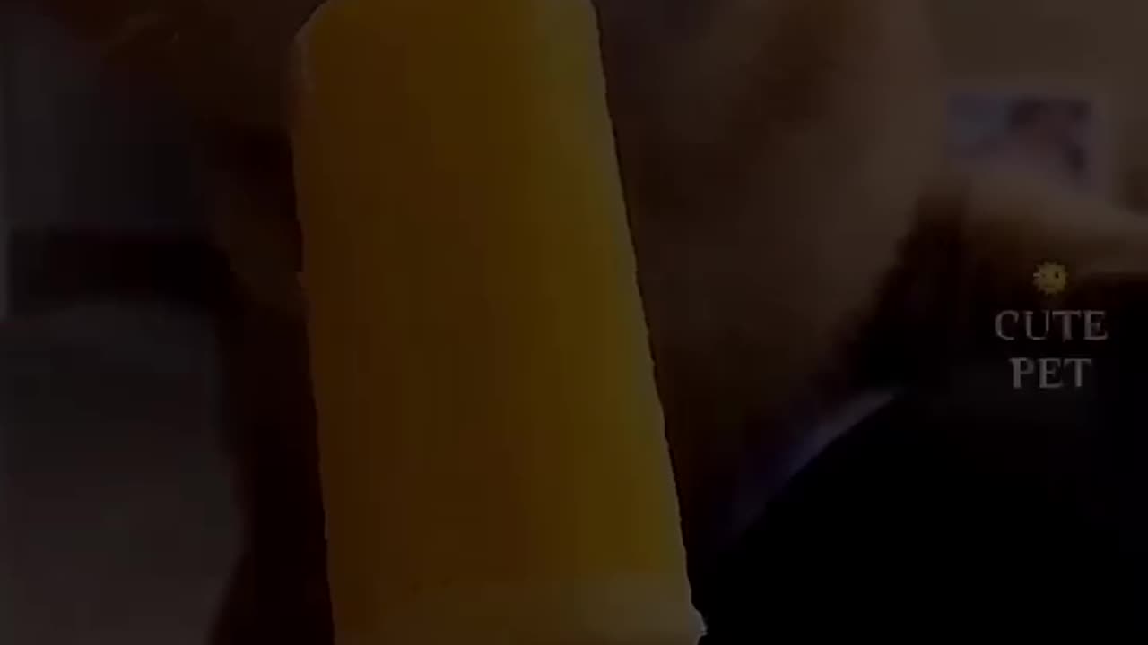 This cat rat ice cream 🍨