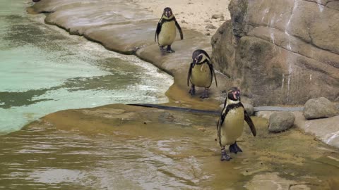 Penguins At The Zoo