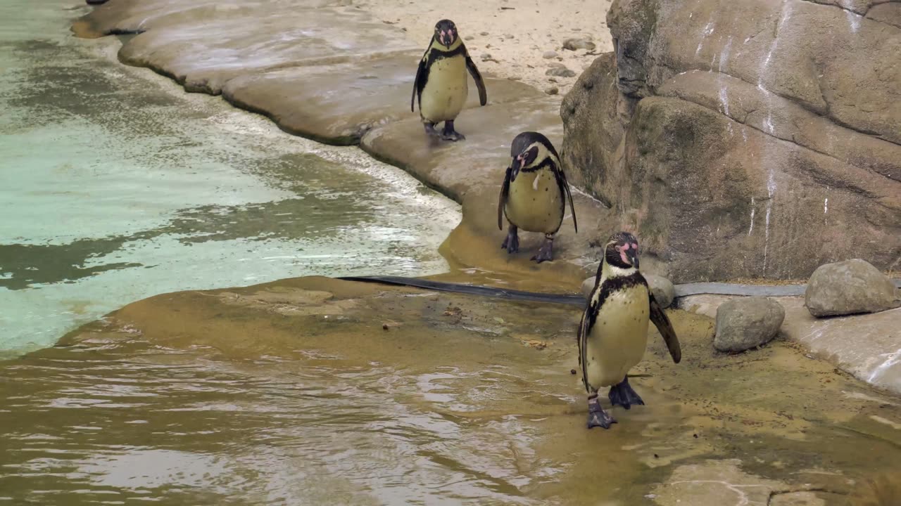 Penguins At The Zoo