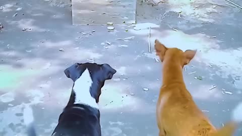 Funny moments 1