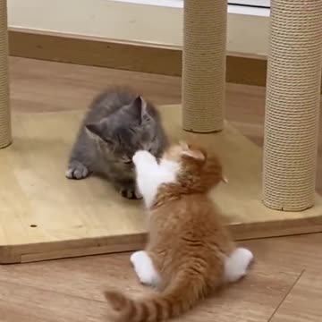 “This Cat Thinks She Owns the Office 😹📎”