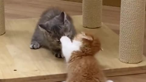 “This Cat Thinks She Owns the Office 😹📎”