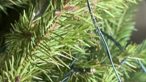 When Your Christmas Tree Hatches Spiders