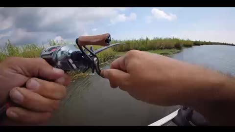 Fall Transition, Searching for the Fish.