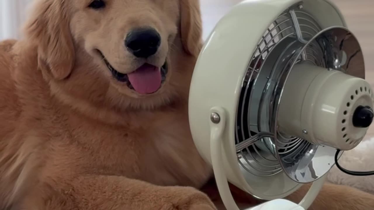Golden Retriever Pup and His Biggest Fan