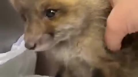 Wild life animals