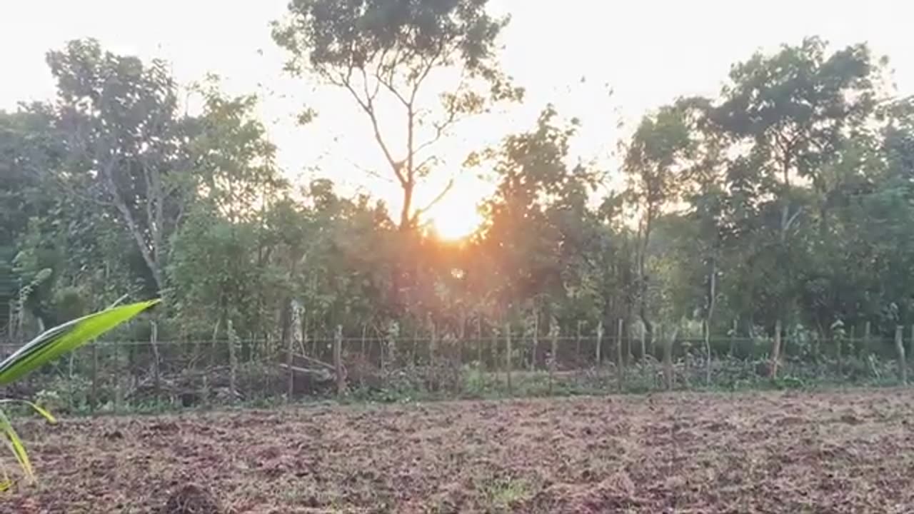 Beautiful Nature Stock Video