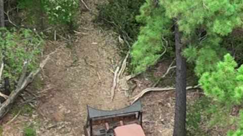 Neighbor hired a mulcher