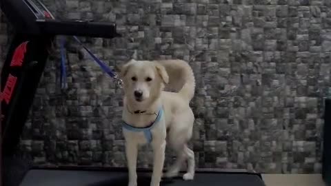Dog Does Lopsided Treadmill Walk