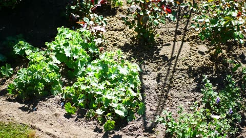 I Grew 400 Roses—Here’s Which Ones Got Blackspot!