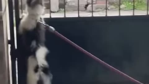 Real action scene shorts viral video