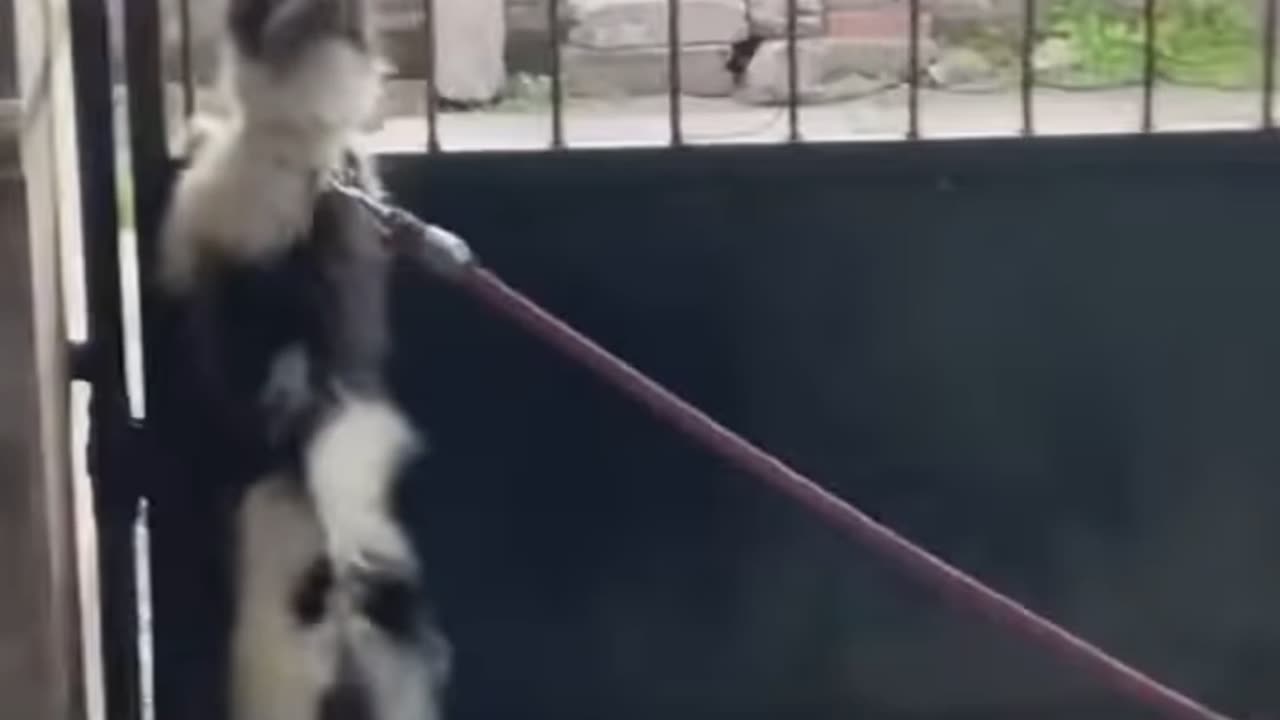 Real action scene shorts viral video