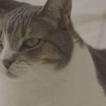 What Your Cat's Behavior Means