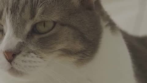 What Your Cat's Behavior Means