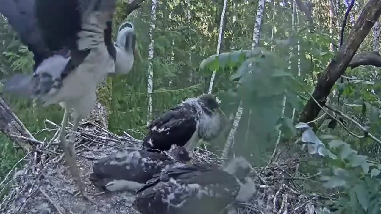 Black Storks - Wing Training 👍🙂