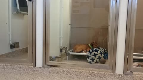 Tia-right 2y A866369 kennel 92B PACC shelter VID_20250515_131722307