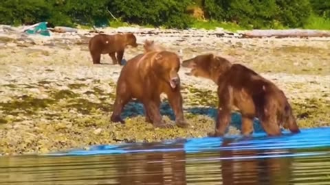 Animal Showdowns: The Wrong Adversary #7