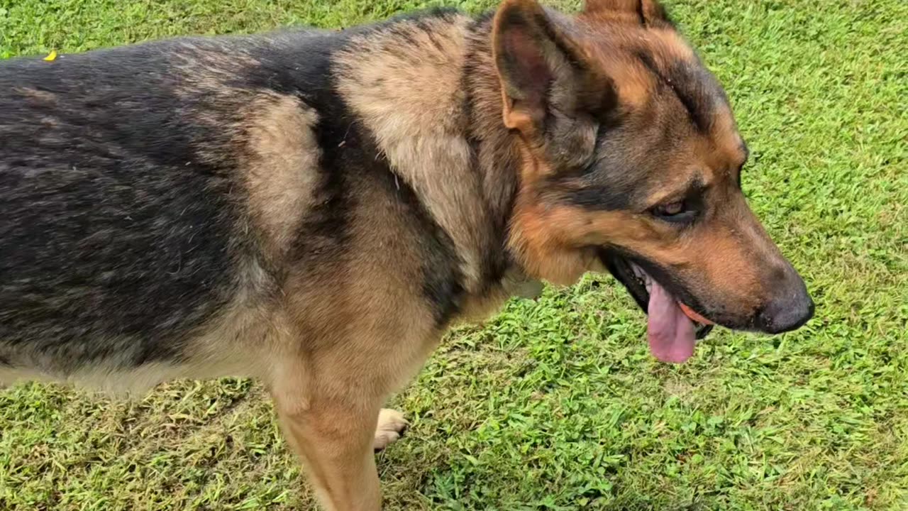 Sable german shepherd.