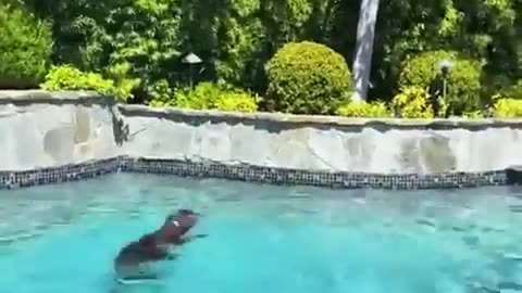 🐶🔄 Some Dogs Like It in Circles | FunFM