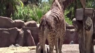 giraffe
