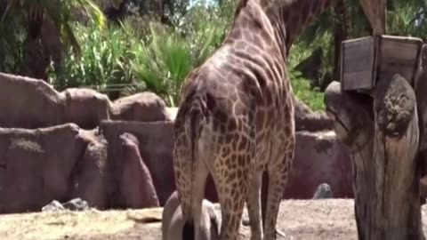 giraffe