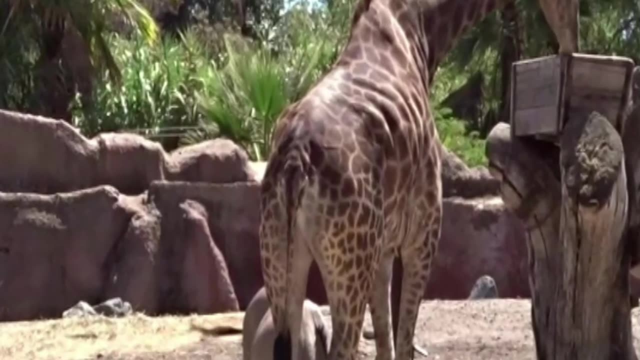 giraffe