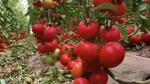 Delicious red colored tomatoes at harvest stage.