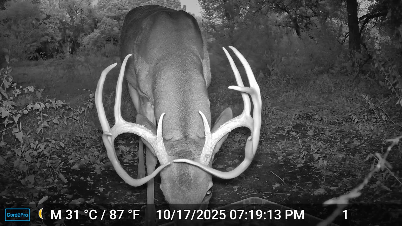 Rack in the Half-Light of Evening