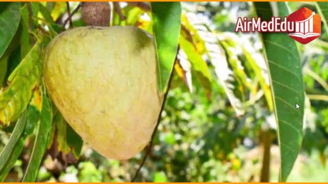 45 Beneficios de las Hojas de Chirimoya