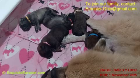 Exquisite Eurasier Chrisi's Y Litter Puppies
