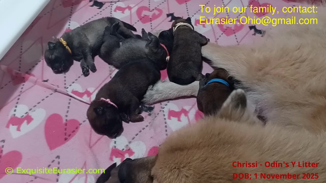 Exquisite Eurasier Chrisi's Y Litter Puppies