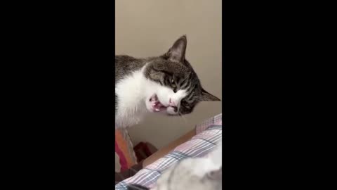 🤣 Cats Being Hilarious 😹 | Funniest Animal Compilation #773