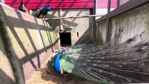 Beautiful Peacocks