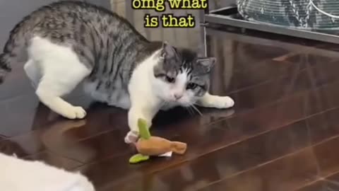 Funny animals