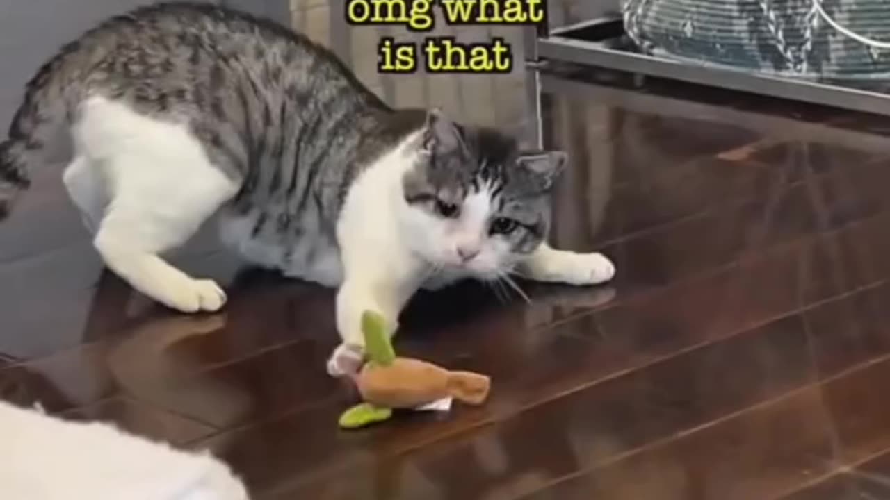 Funny animals