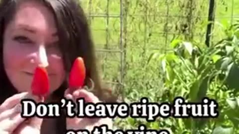 Gardening Without Chemical Pesticides