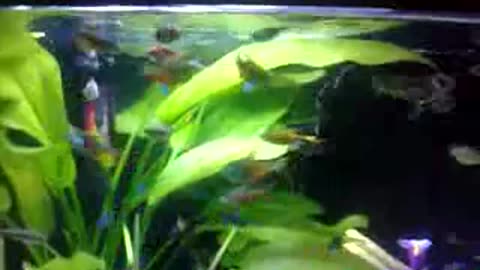 poisson 2025