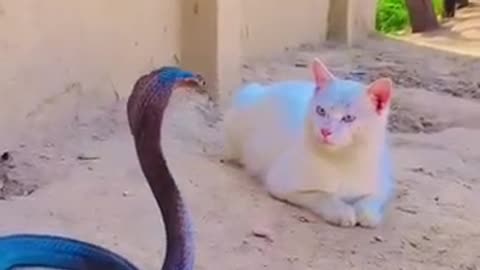 Snake funny battle @fyp#...frn