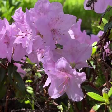 The flowers and the wasp