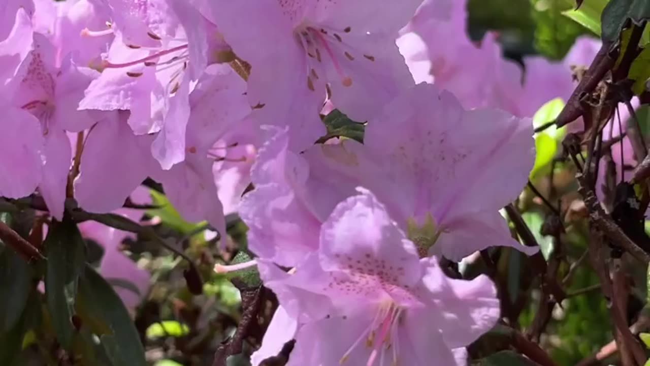 The flowers and the wasp