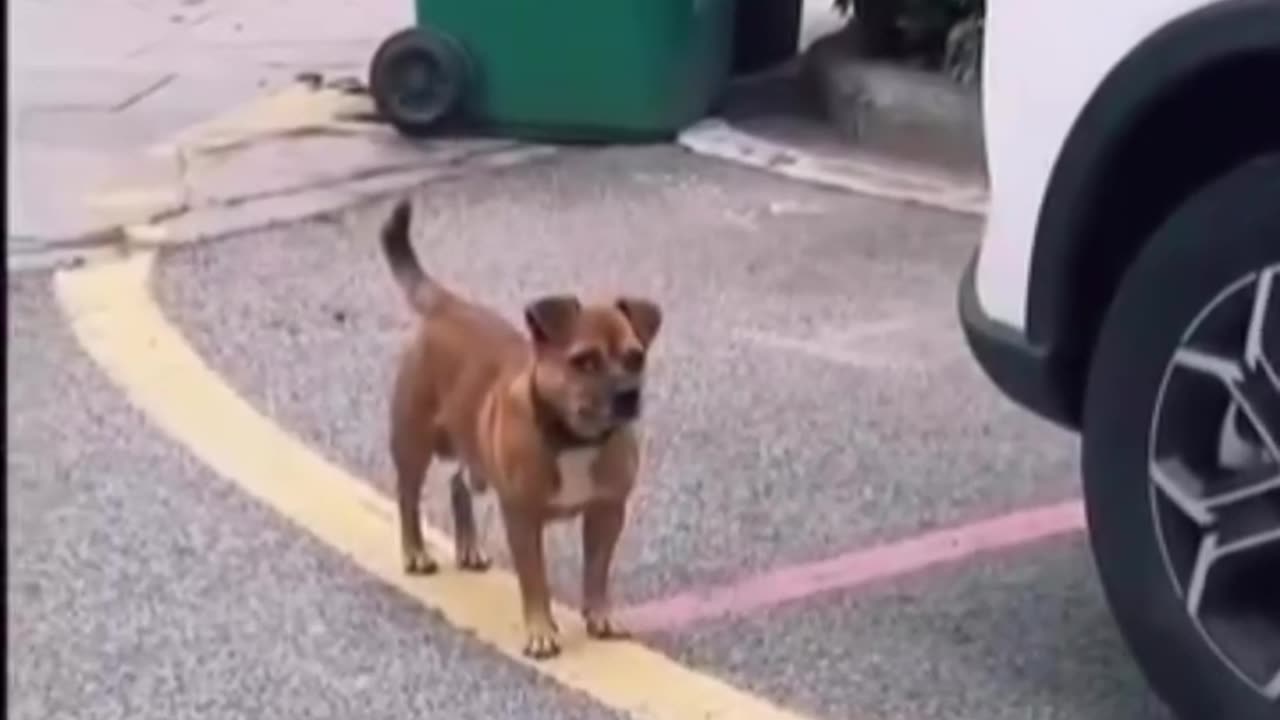 The real bombastic side eye😸😸😸🤣🤣🤣