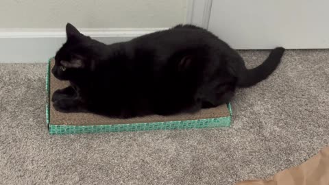 Precious Piper Tries to Be Peaceful When the Office is a Mess - Adopting a Cat from a Shelter Vlog