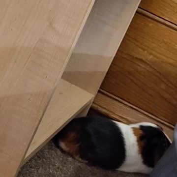 SLEEPING GUINEA PIG ASMR