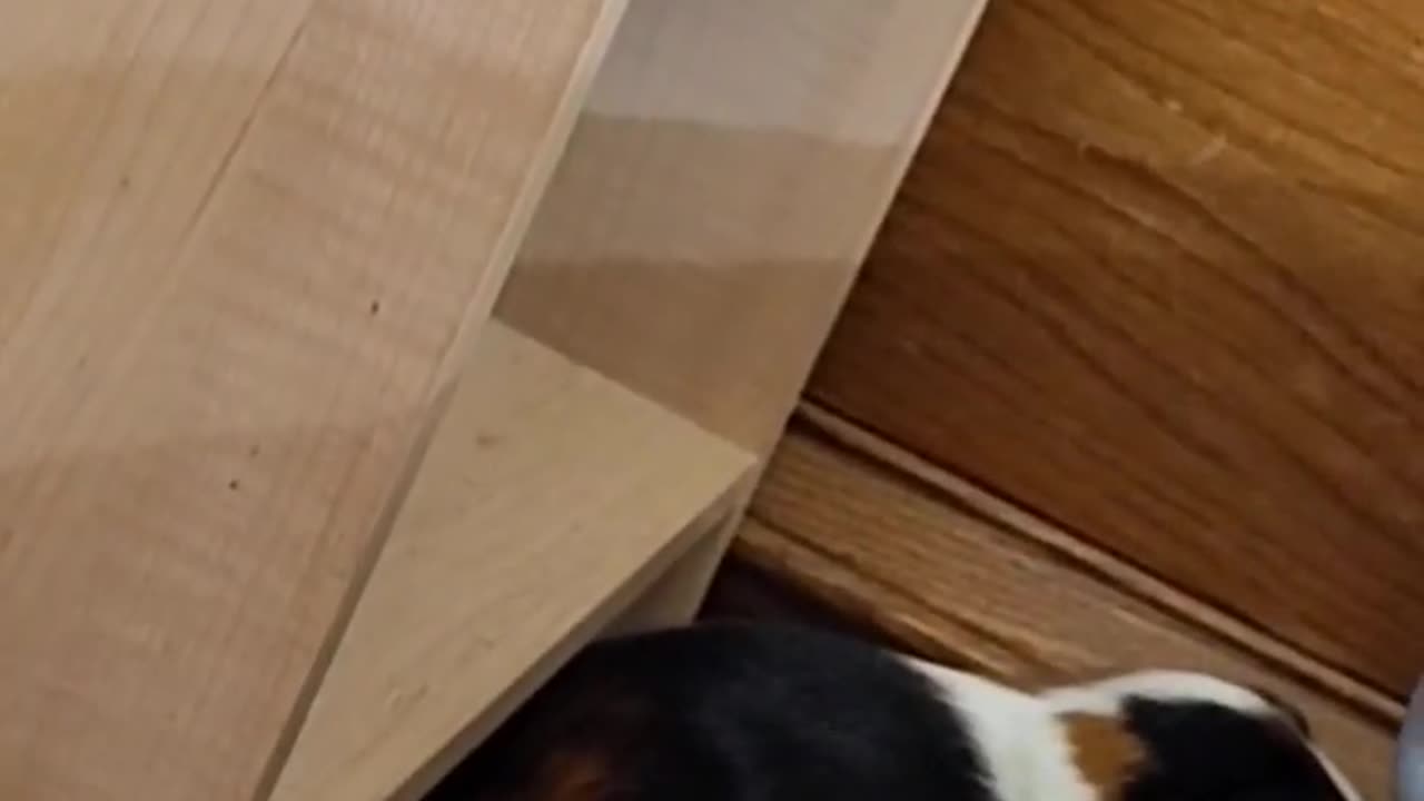SLEEPING GUINEA PIG ASMR