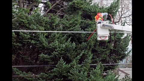 Rich's Tree Trimming, Removal & Disposal