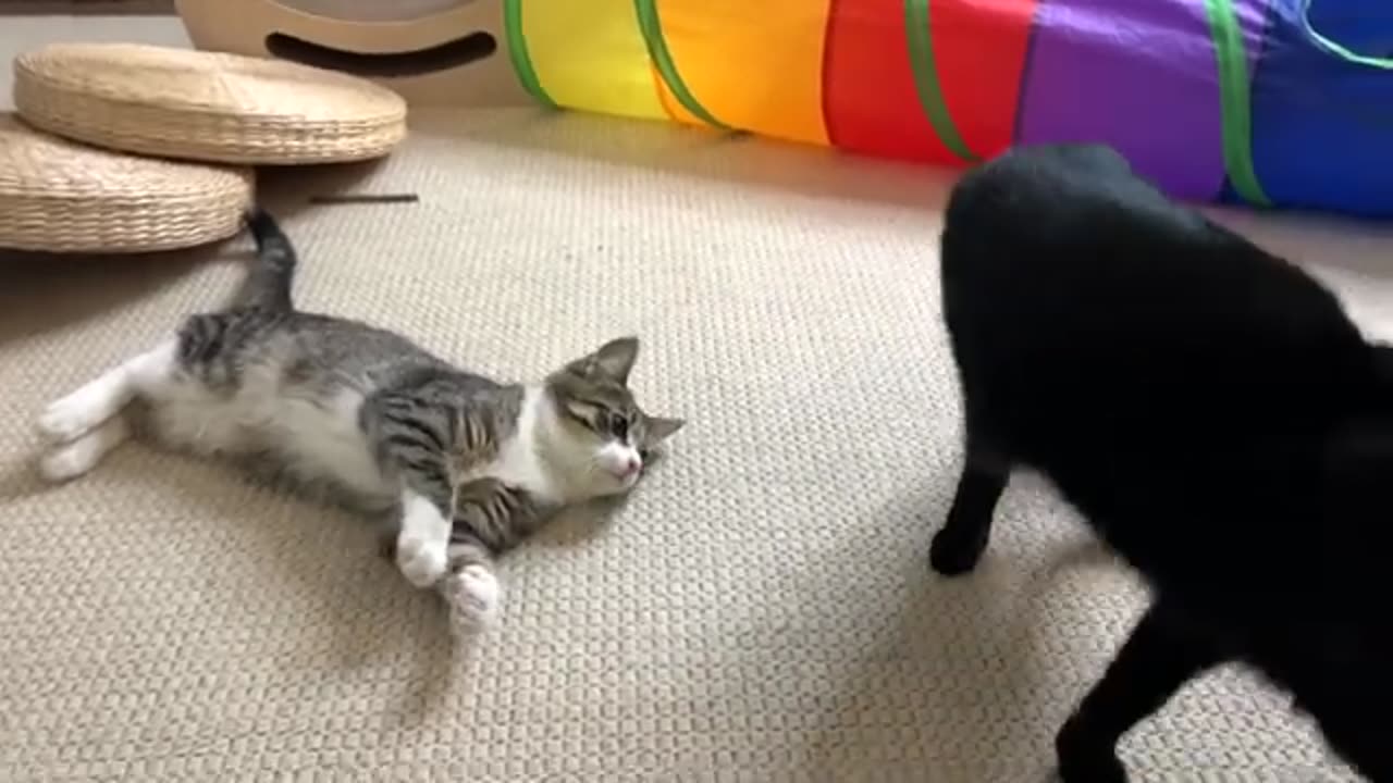 TRY NOT TO LAUGH 😆 Best Funny Videos Compilation 😂😁😆 Memes.