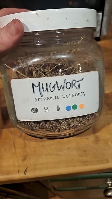 This Wild Plant Gives Intense Lucid Dreams!