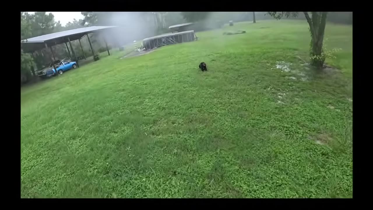 Best Dog Moments